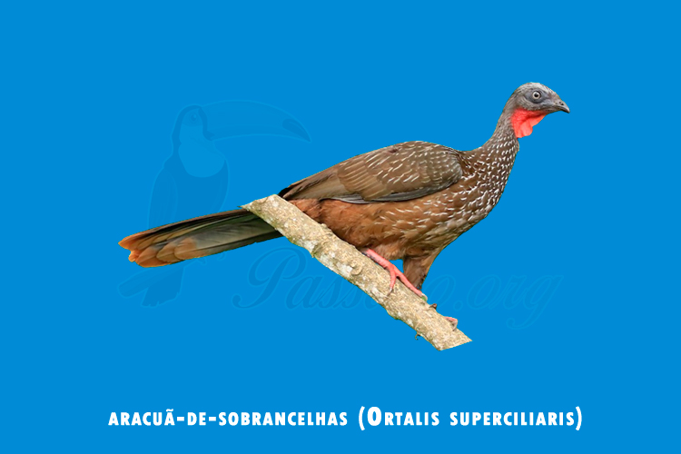 aracua-de-sobrancelhas (ortalis superciliaris)