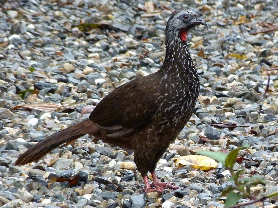 aracua-de-sobrancelhas