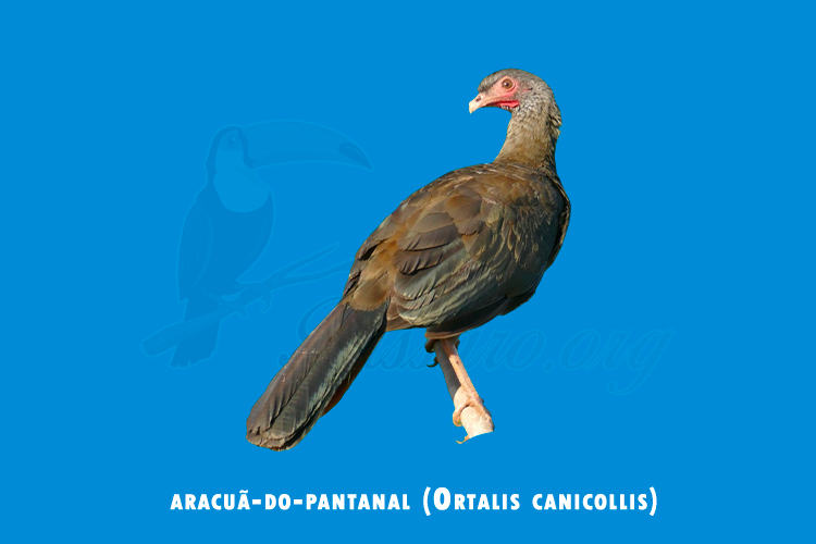 aracua-do-pantanal (ortalis canicollis)