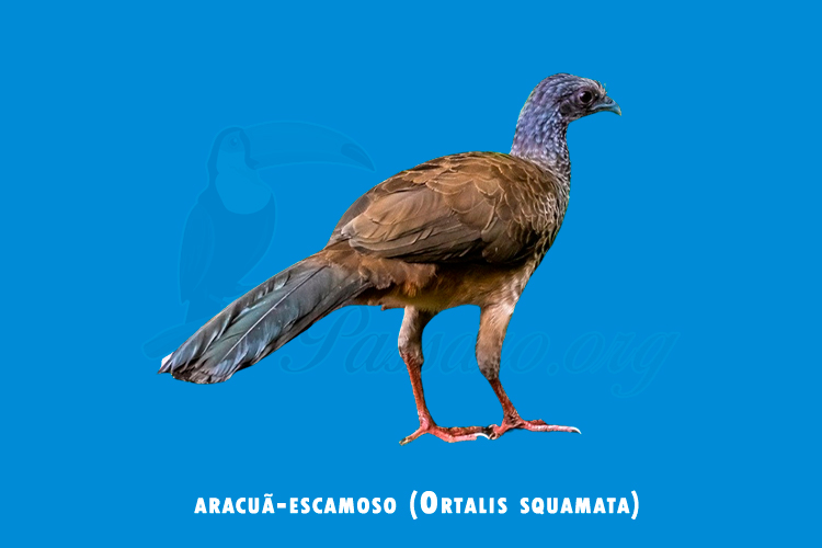 aracua-escamoso (ortalis squamata)