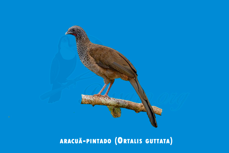 aracua-pintado (ortalis guttata)