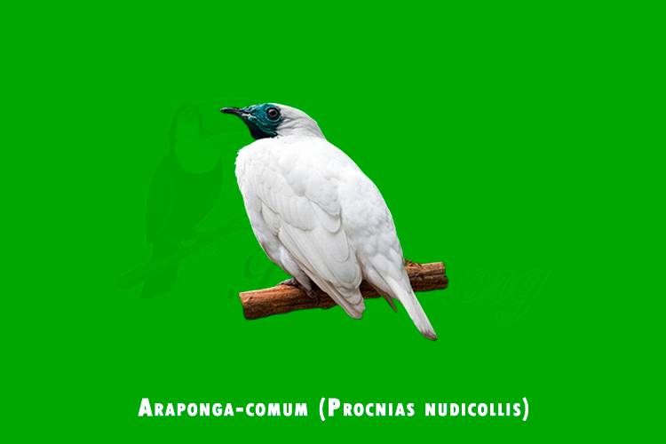 araponga-comum (procnias nudicollis)