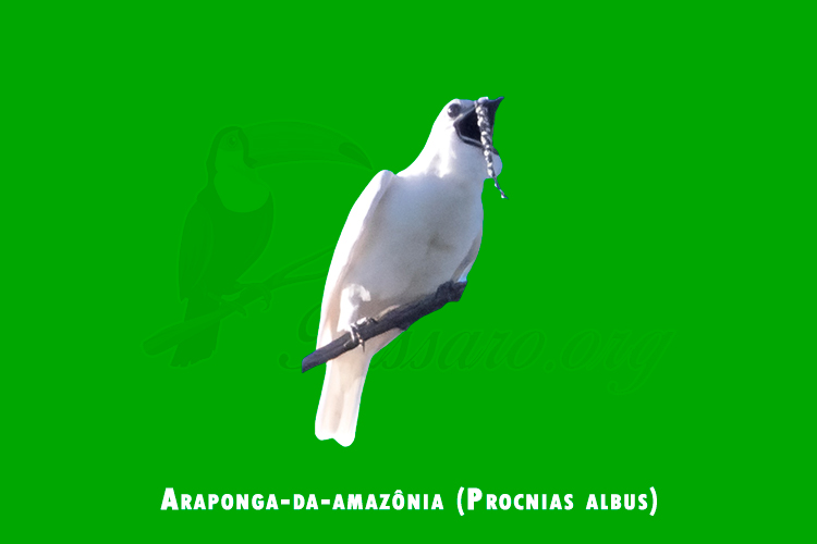 araponga-da-amazania (Procnias albus)