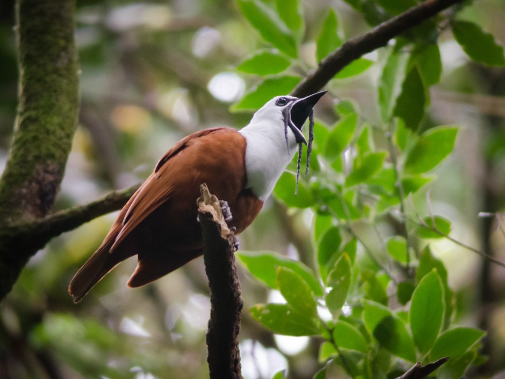 araponga do nicaragua