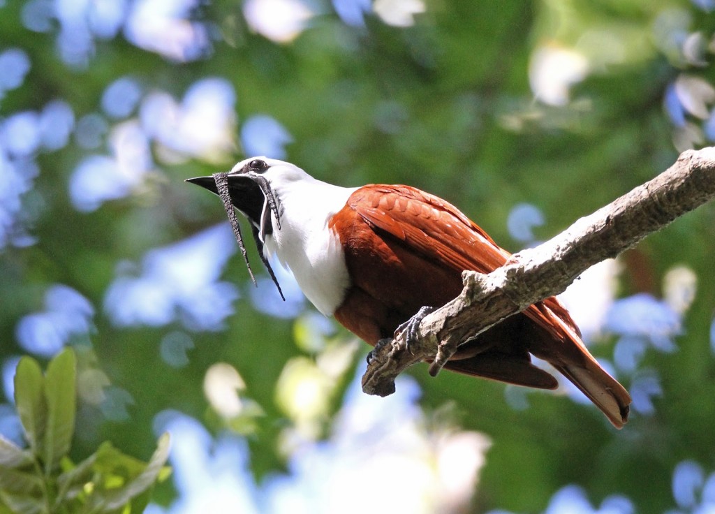 araponga do nicaragua