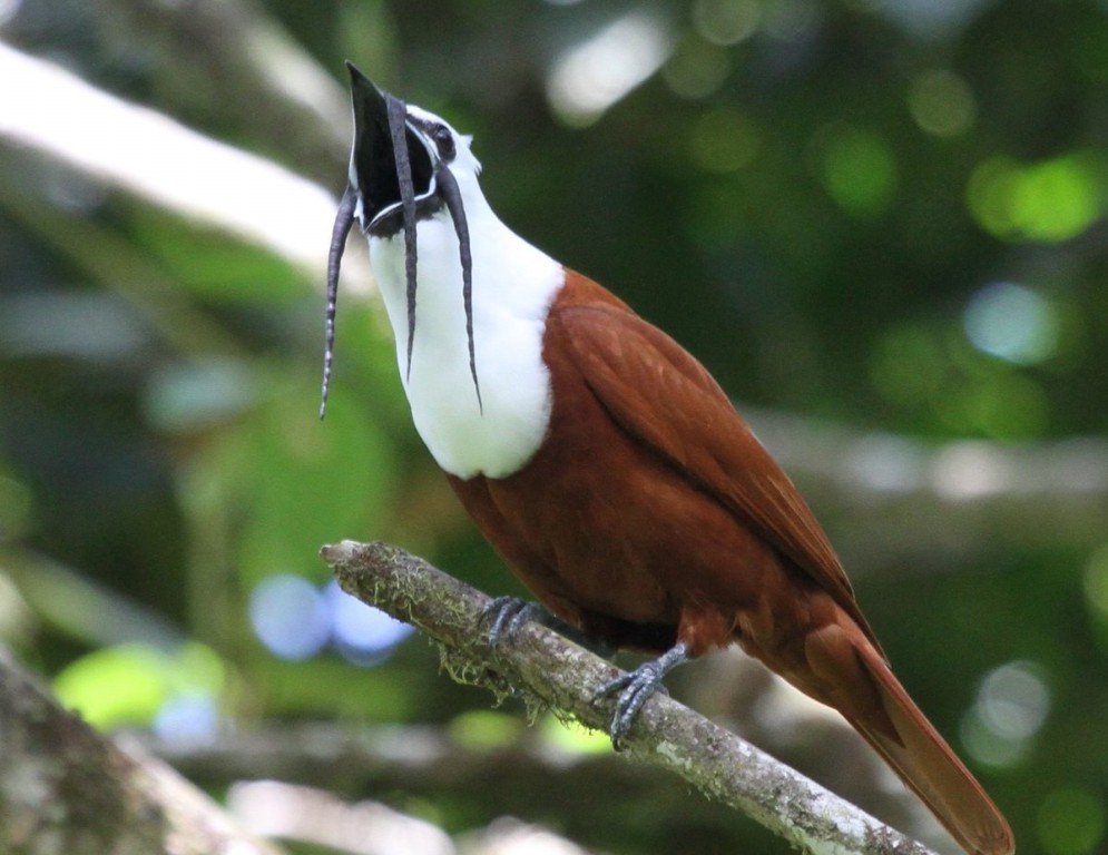 araponga do nicaragua