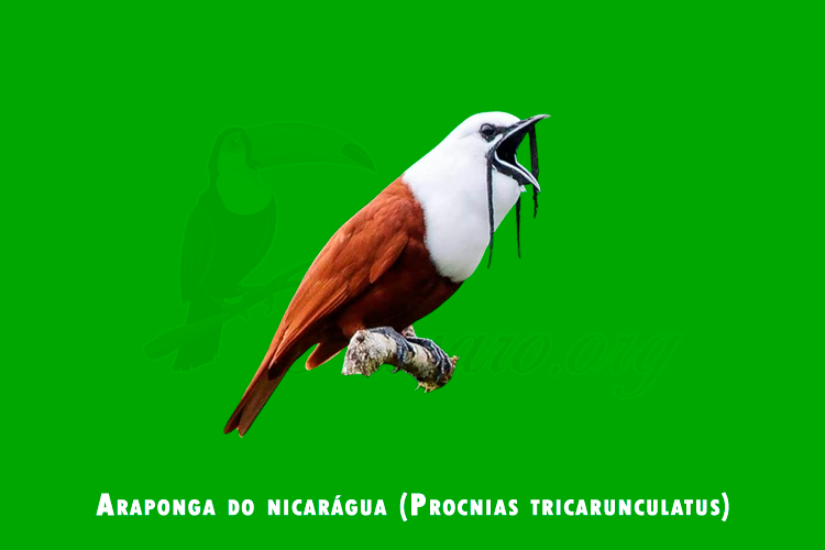 araponga do nicaragua (Procnias tricarunculatus)