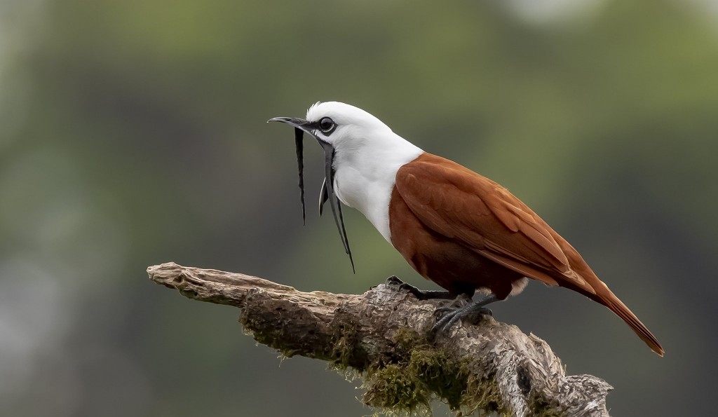 araponga do nicaragua