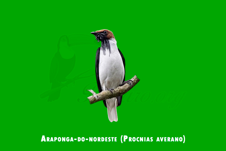 araponga-do-nordeste (Procnias averano)