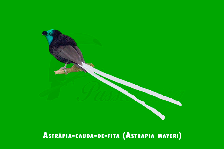 astrapia-cauda-de-fita (astrapia mayeri)