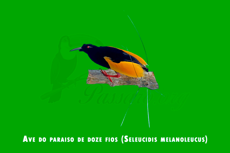 ave do paraiso de doze fios ( seleucidis melanoleucus )