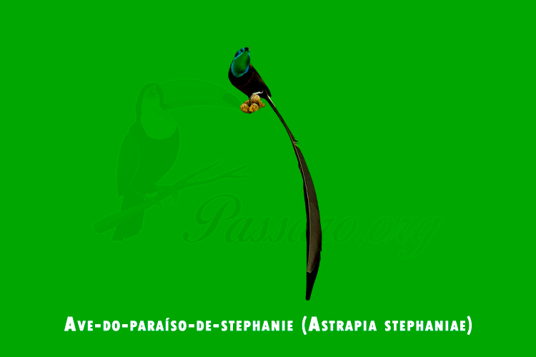 ave-do-paraiso-de-stephanie (astrapia stephaniae)
