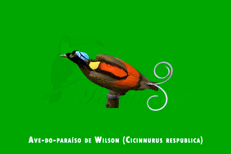 ave-do-paraiso de wilson (cicinnurus respublica)