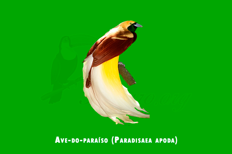 ave-do-paraiso (paradisaea apoda)