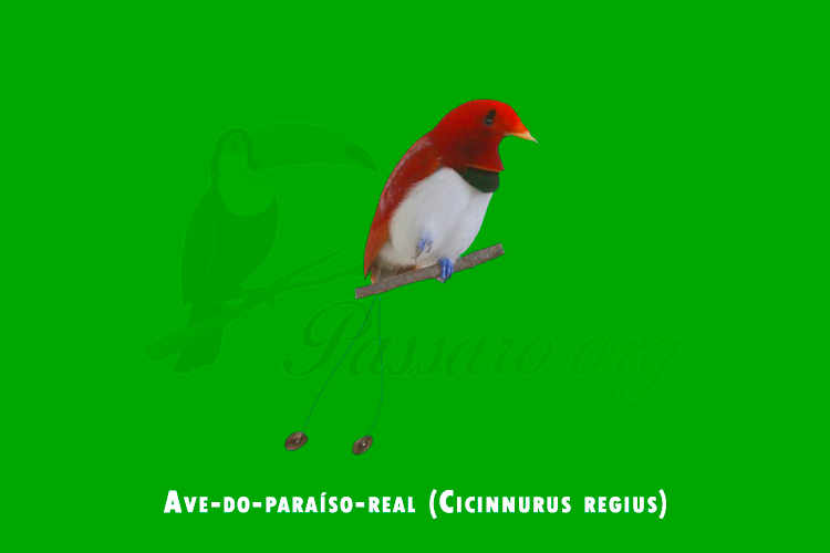 ave-do-paraiso-real ( Cicinnurus regius)