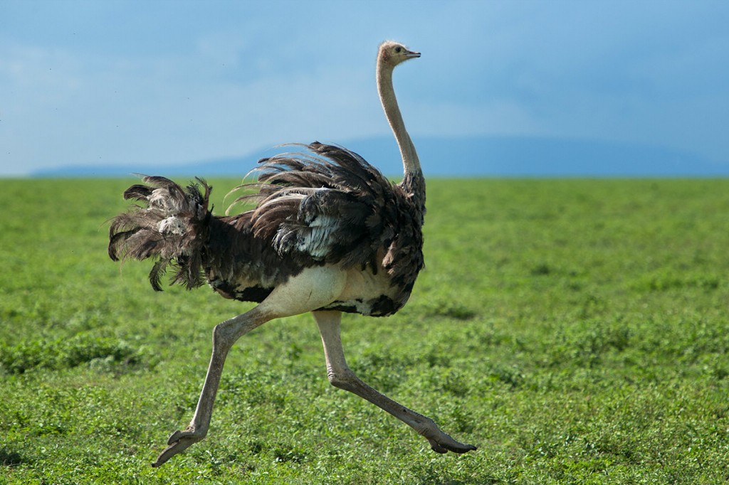 avestruz-comum
