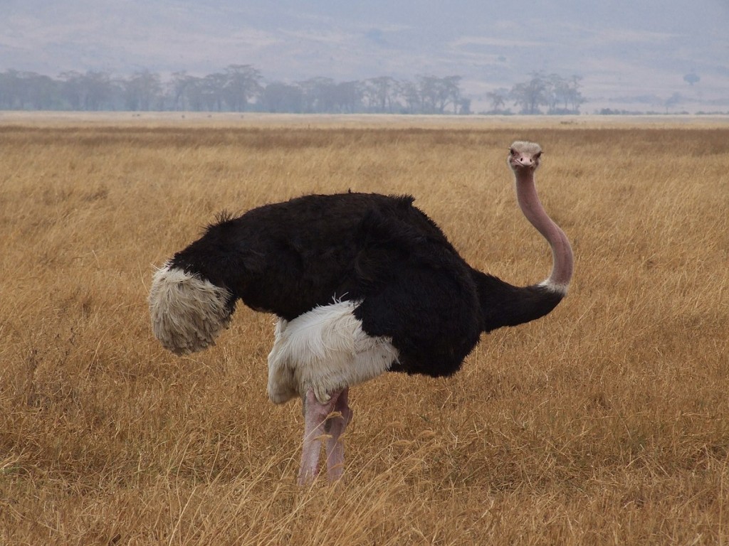 avestruz-comum