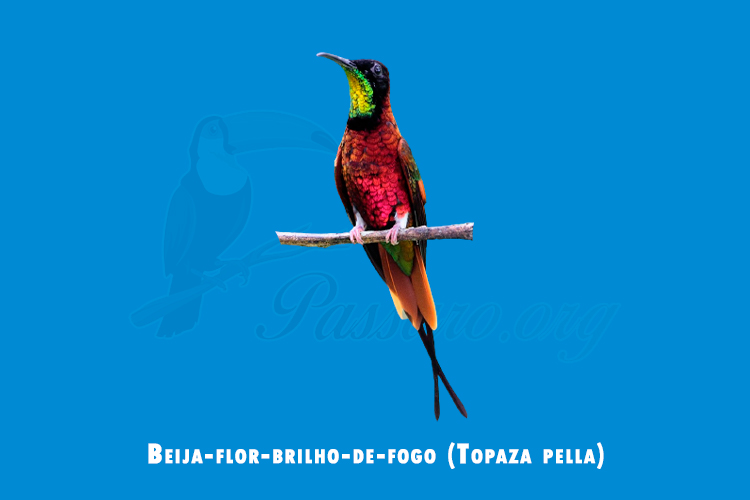 beija-flor-brilho-de-fogo (Topaza pella)