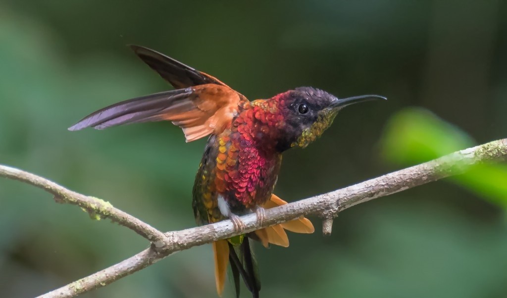 beija flor da garganta vermelha