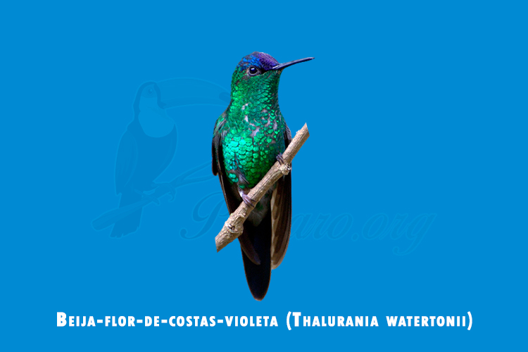 beija-flor-de-costas-violeta (Thalurania watertonii)