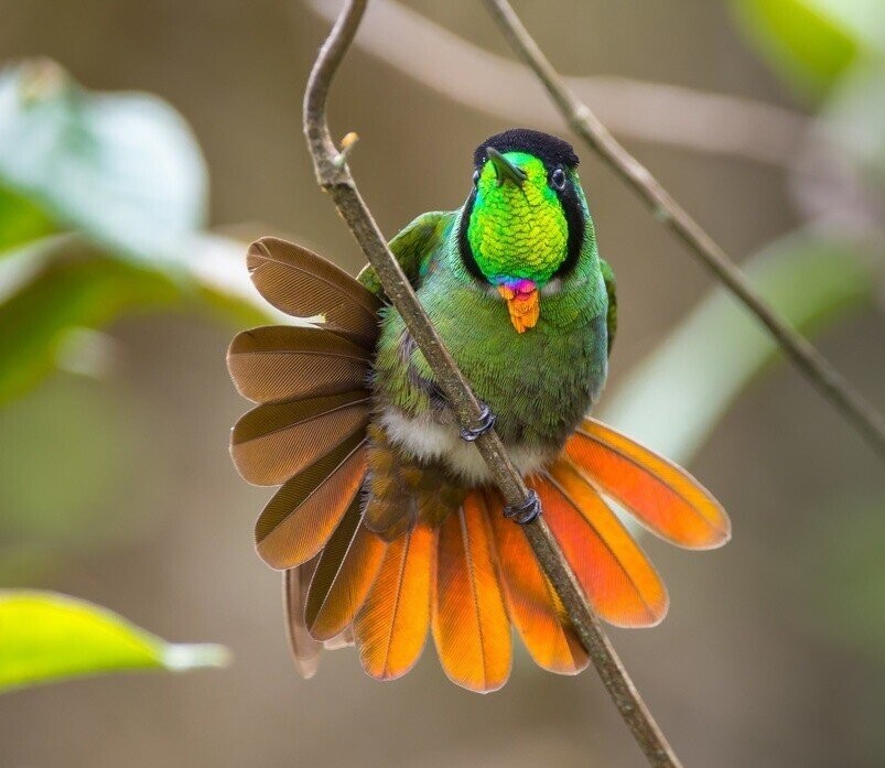 beija-flor -de-gravata