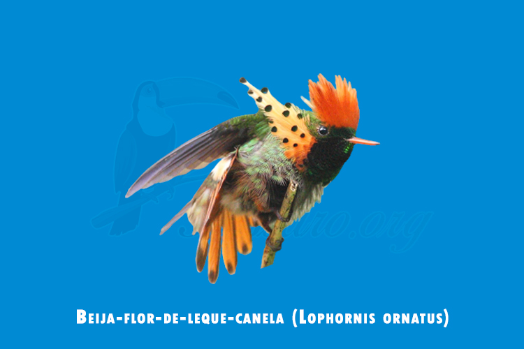 beija-flor-de-leque-canela (Lophornis ornatus)