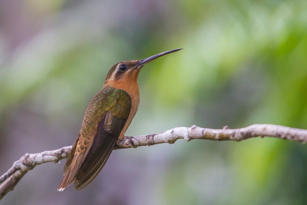 beija-flor-rajado