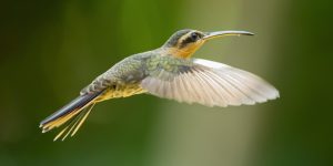 beija-flor-rajado