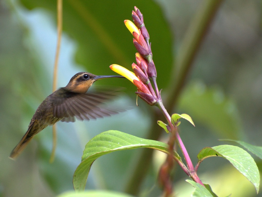 beija-flor-rajado