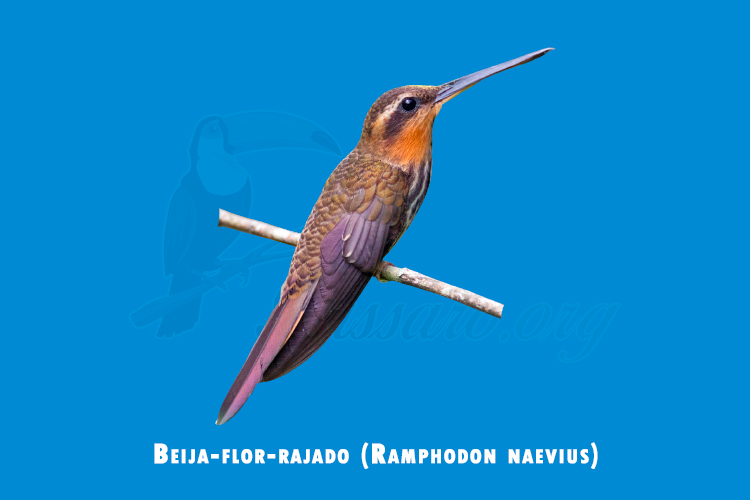 beija-flor-rajado (Ramphodon naevius)