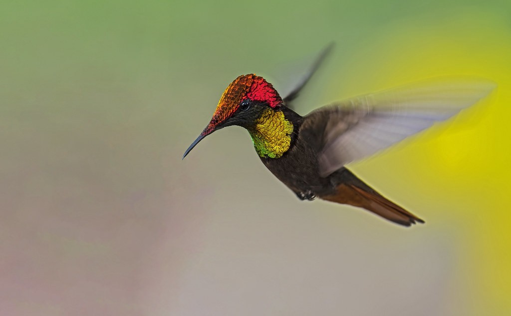 beija-flor rubi