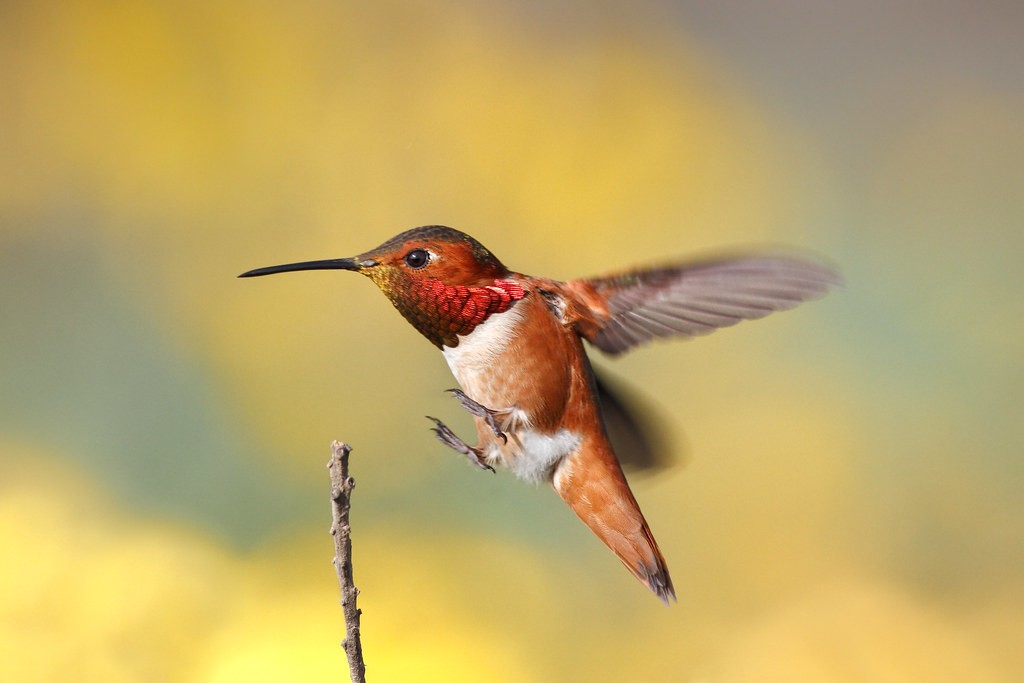 beija-flor-ruivo