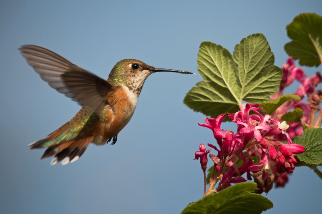 beija-flor-ruivo fêmea 