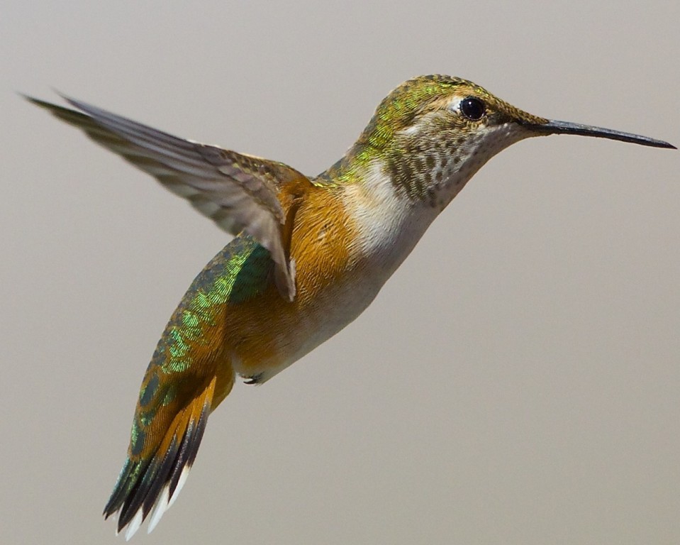 beija-flor-ruivo fêmea 