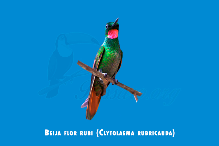 beija_flor_rubi (Clytolaema rubricauda)