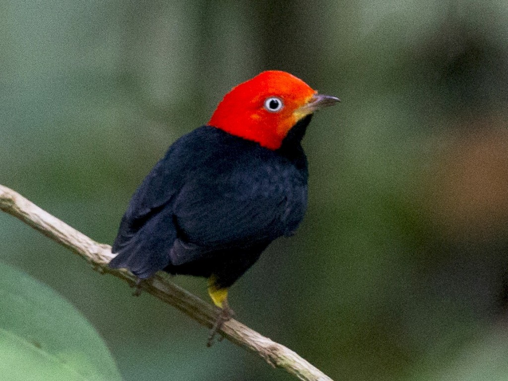 Características do Cabeça-encarnada