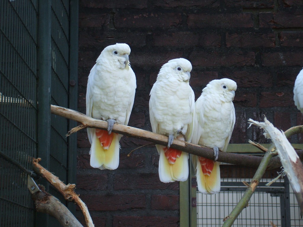 cacatua de ventre vermelho