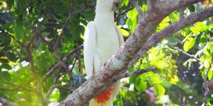 cacatua de ventre vermelho