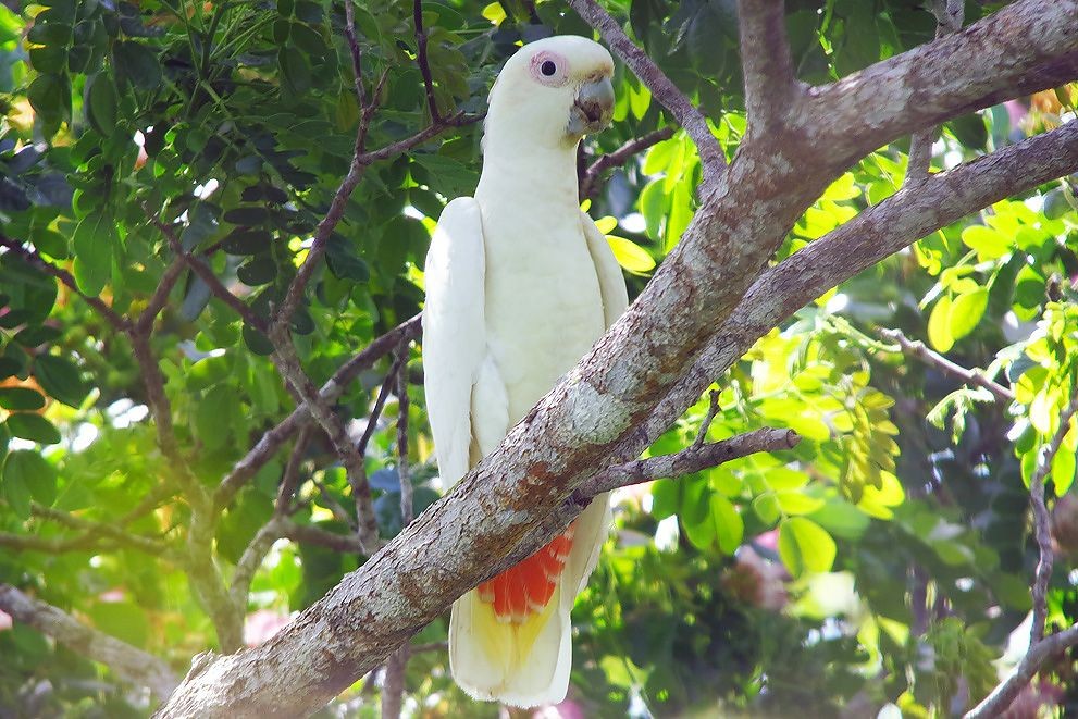 cacatua de ventre vermelho