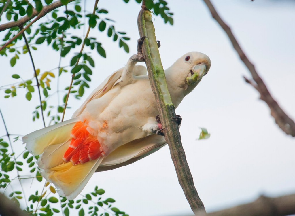 cacatua de ventre vermelho 