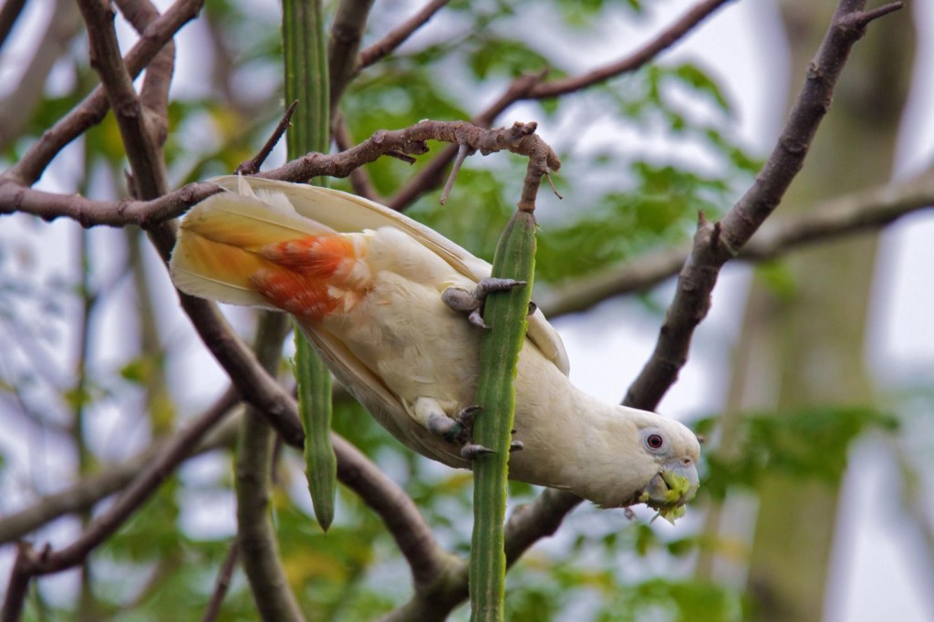 cacatua de ventre vermelho 