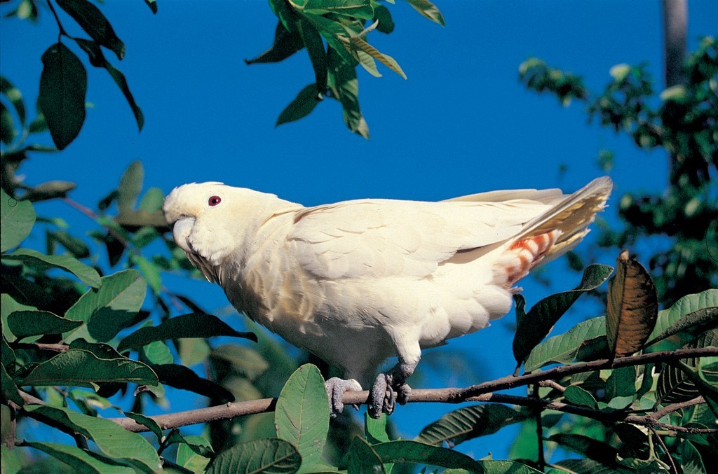 cacatua de ventre vermelho