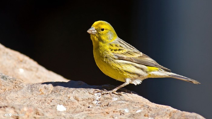 canario belga salsa