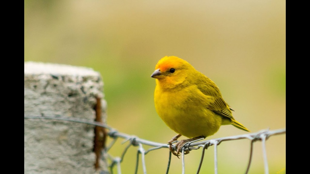 canario da terra