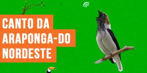 canto da araponga-do-nordeste