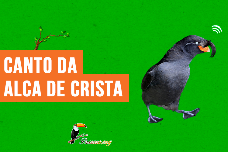 canto da alca de crista