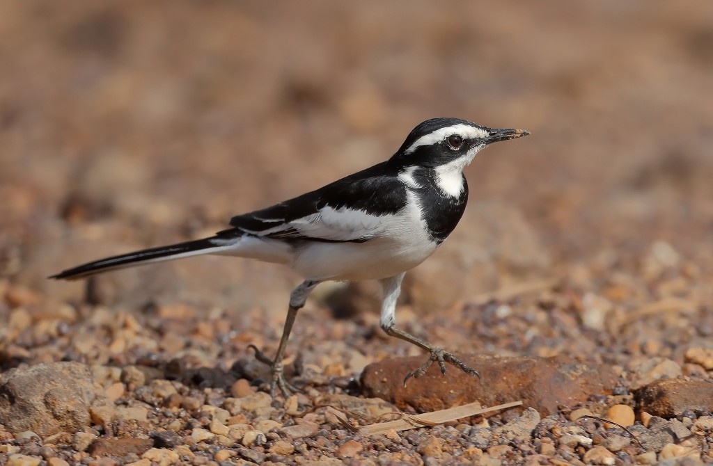 canto da alveola africana