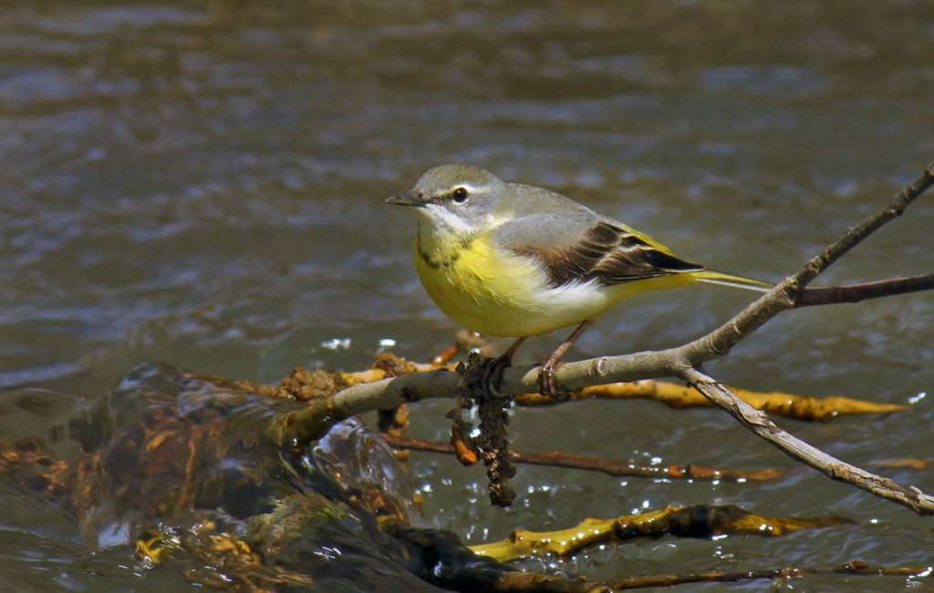 canto da alveola- citrina 