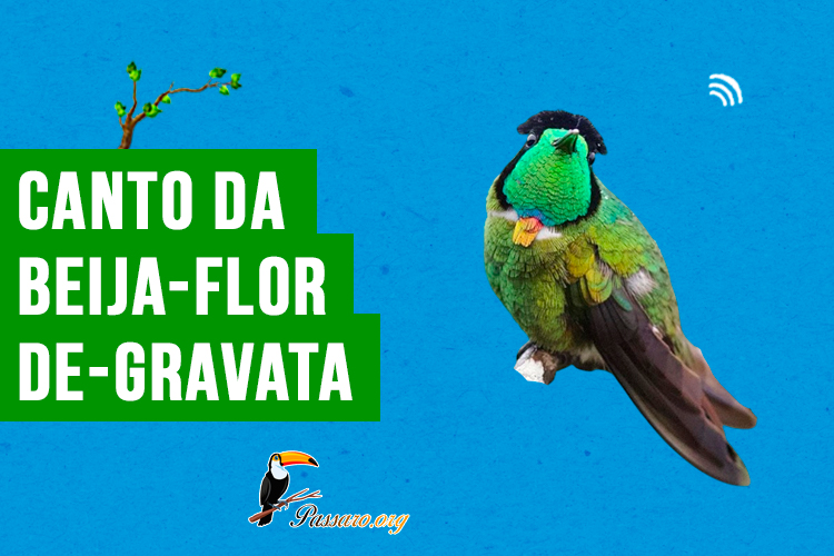 canto da beija-flor -de-gravata