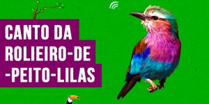 canto da rolieiro-de-peito-lilas